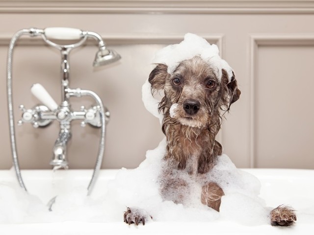Retina adogslifephoto150800250 1 700x525